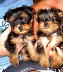 Xmas Tea Cup Yorkie Puppies For Adoption Text at (xxx) xxx-xxx3