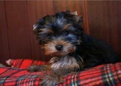 Teacup Yorkie puppies Available