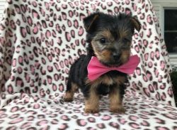 House trained Yorkshire Terrier Puppies