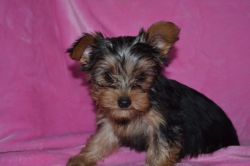 Full AKC Male and Females Yorkie Puppies