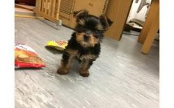 male and female cute yorkie puppy