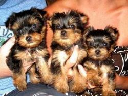 Male and Female Yorkshire Terrier