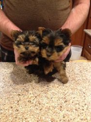 Adorable Yorkie pups