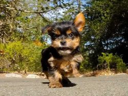 gorgeous Yorkie puppies available now(912)?> 483-4059
