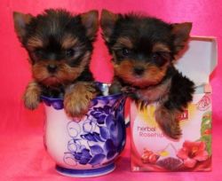 Adorable male and a female Yorkie puppies