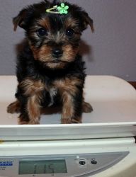 Cute Yorkie Puppies for addoption -
