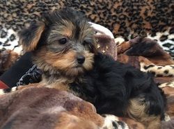 Lovely Yorkshire terrier Puppies Ready