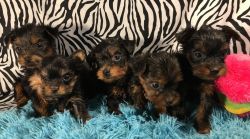 Teacup yorkie puppies available