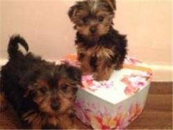 Yorkie Puppies Males & Females -