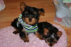 Registered Yorkie puppies for adoption