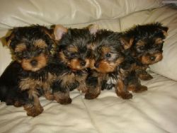 Akc yorkie males and females puppies