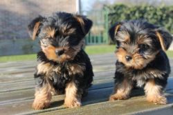 Quality Yorkie Puppies Available