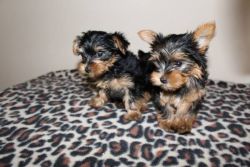 Outstanding akc Yorkie Puppies