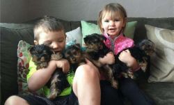 Registered Yorkshire Puppies For Re-Homing