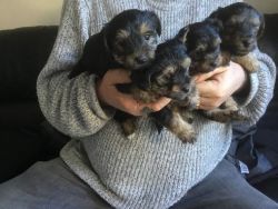 Stunning Yorkshire Terrier Puppies for sale