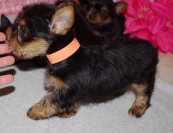 Top Quality Teacup Yorkshire Terrier Puppies