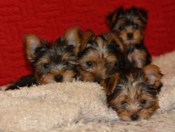 Adorable AKC Yorkshire Terrier Puppies.