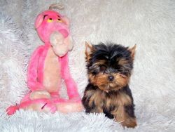 Micro, Teacup & Toy Yorkie Puppies
