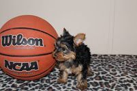 Beautiful Akc Yorkie Puppies Available