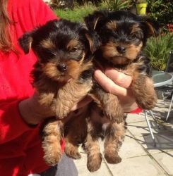 Super Cute Tiny Yorkie Puppies Available