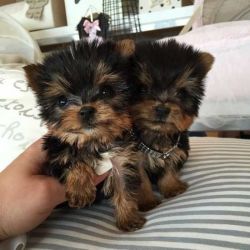 Cute and loving TeaCup yorkies pupies for adoption