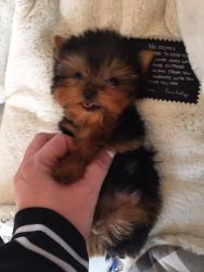 Male and Female Tea Cup Yorkie Puppies For Sale