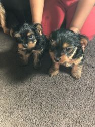 Loving full blooded Yorkie Puppies
