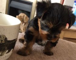 Pure Bred Yorkshire Terrier Puppies