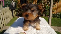 Beautiful Teacup Yorkie Puppies -Ready to leave now