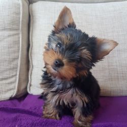 2 Very small Yorkshire Terrier puppies