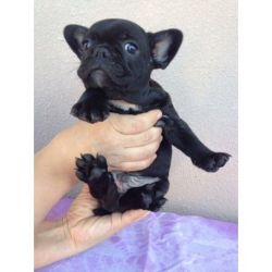 French Bulldog Puppies Kc Registered Reduced Now