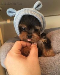 x-mass male and female yorkie Puppies for adoption now !!!
