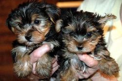 Beautiful litter of 11weeks old very small bred Yorkshire terrier pups