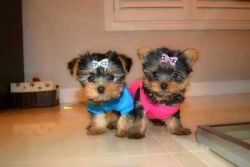 Micro Yorkie puppies for sale