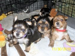 Yorkshire Terrier Pure Breed Puppies in California