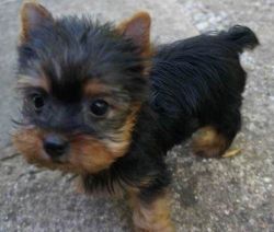 Male and Female Yorkies Puppies for New homes