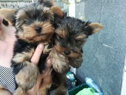 Cute male and female yorkie puppies ready