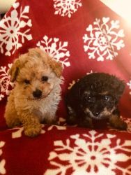 Toy male and female yorkipoo