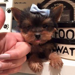 Precious tea-cup Yorkie pups for free. They are 12 weeks old,