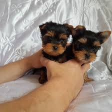 Male and female Yorkies puppies ready now