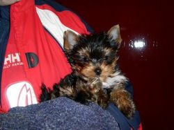 Pure Breed 100% Parti Color Toy Yorkies puppies adorable 2 females and