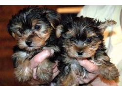 Home raised yorkie puppies for rehoming ##(xxx) xxx-xxx7