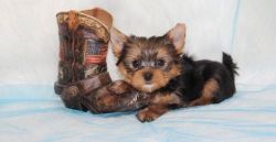 Small AKC Registered Traditional Yorkie Puppies