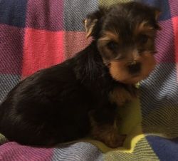 AKC Male Yorkshire Terrier
