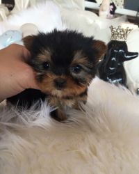 Sadly I have to re-home my adorable little Yorkie pup