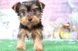 ACA registered Yorkshire terrier puppies