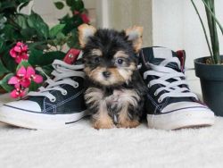 AKC Teacup Yorkshire Terrier puppies