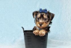World's Cutest Teacup & Toy Puppies - Yorkie, Maltese, Pom, Shih-Tzu