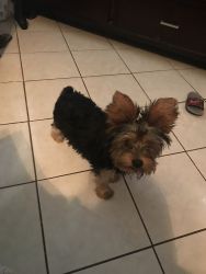 Female Yorkie (almost 6 months)