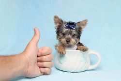 Tiny Teacup & Toy Puppies Available Now - Yorkie, Shih Tzu, Maltipoo